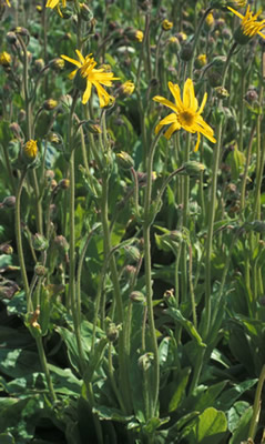 Arnica montana, Orkney College