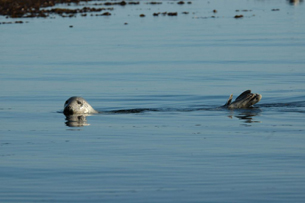 Seal. Copyright Derren Fox 2006