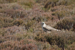 Hen Harrier. Copyright  Derren Fox 2006