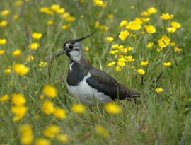 Lapwing in buttercups. Copyright  Derren Fox 2006