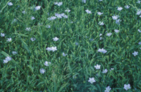 Linseed OC