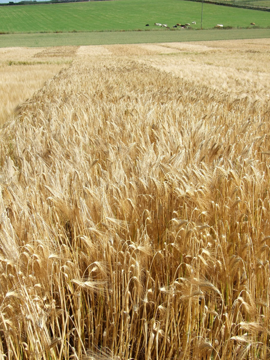 Northern Varieties of cereals- Pilvi