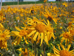 Arnica montana, Orkney College