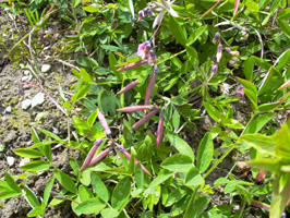 Bitter Vetch, Orkney College