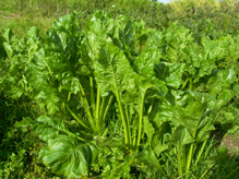 Sugar beet OC